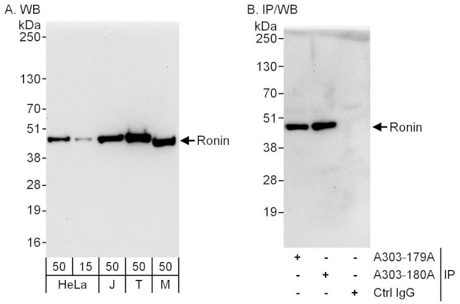 Ronin Antibody in Western Blot (WB)