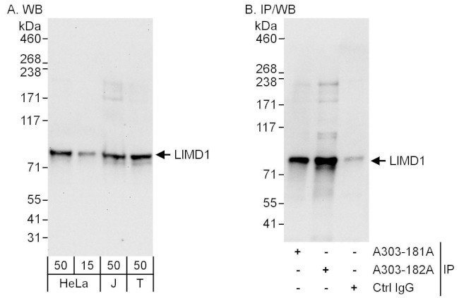 LIMD1 Antibody in Western Blot (WB)