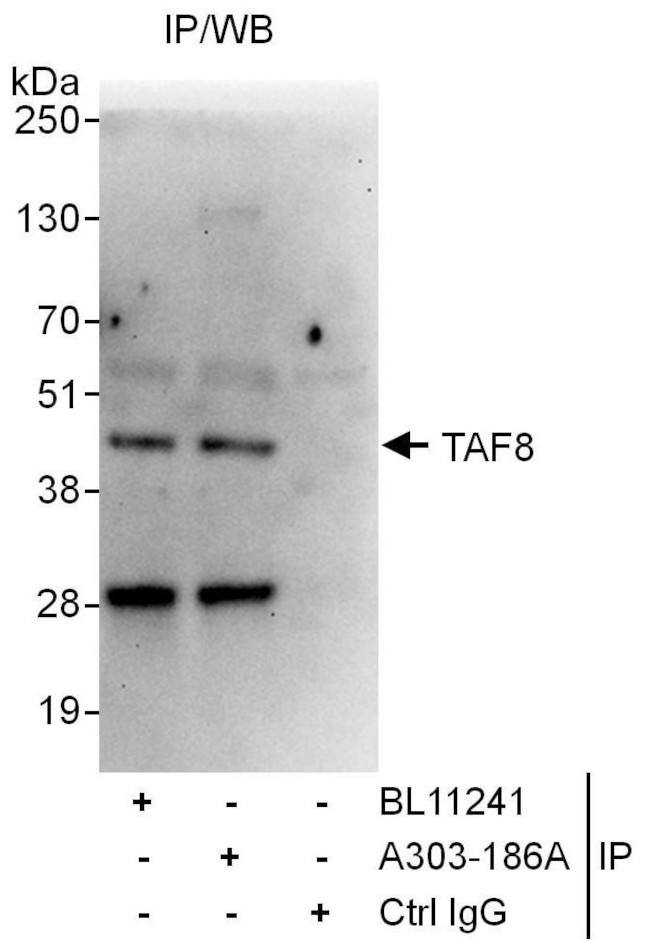 TAF8 Antibody in Immunoprecipitation (IP)