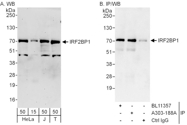 IRF2BP1 Antibody in Western Blot (WB)
