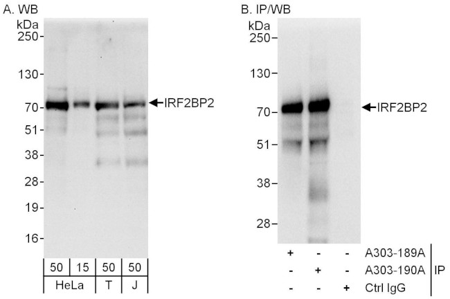 IRF2BP2 Antibody in Western Blot (WB)