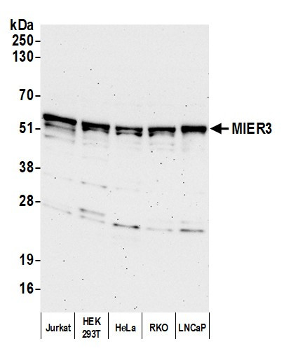 MIER3 Antibody in Western Blot (WB)
