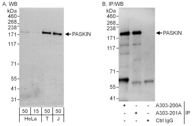 PASKIN Antibody in Western Blot (WB)