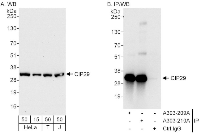 CIP29 Antibody in Western Blot (WB)