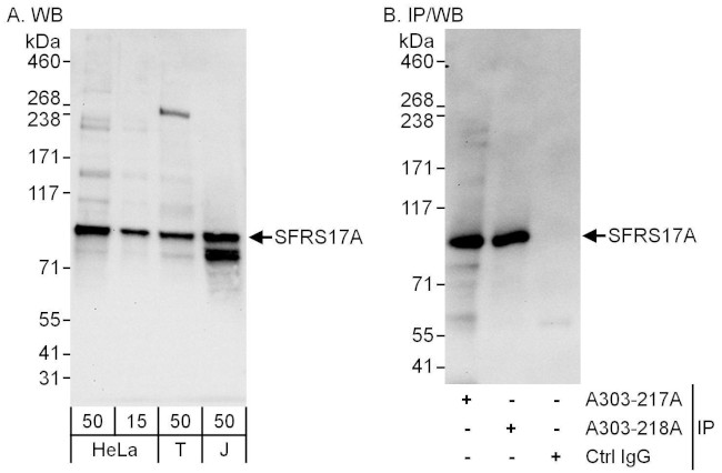 SFRS17A Antibody in Western Blot (WB)