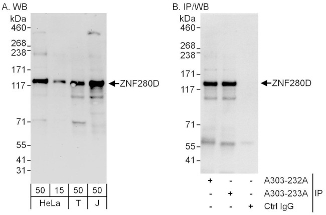 ZNF280D Antibody in Western Blot (WB)