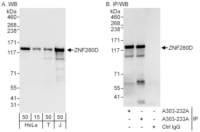 ZNF280D Antibody in Western Blot (WB)