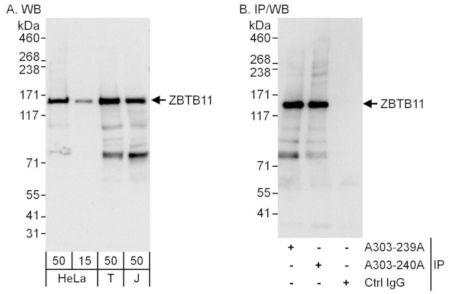 ZBTB11 Antibody in Western Blot (WB)