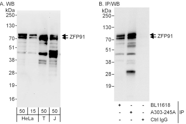 ZFP91 Antibody in Western Blot (WB)