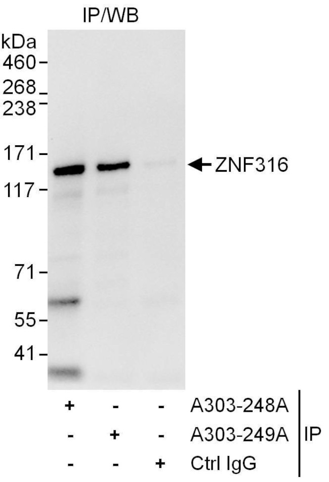 ZNF316 Antibody in Immunoprecipitation (IP)