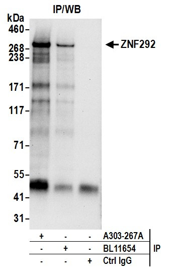 ZNF292 Antibody in Immunoprecipitation (IP)
