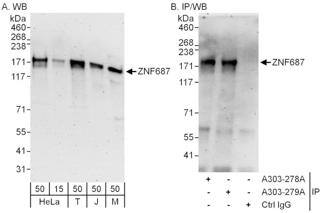 ZNF687 Antibody in Western Blot (WB)