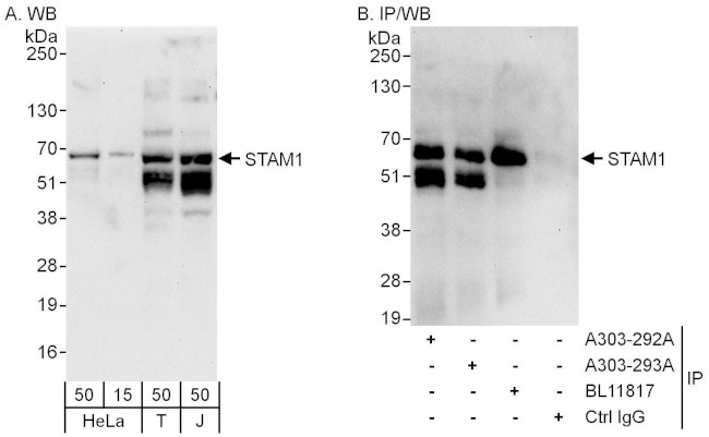 STAM1 Antibody in Western Blot (WB)