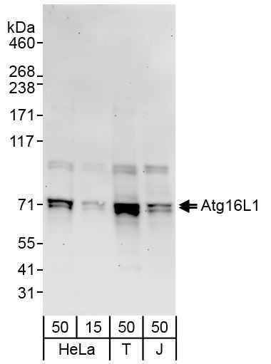 Atg16L1 Antibody in Western Blot (WB)
