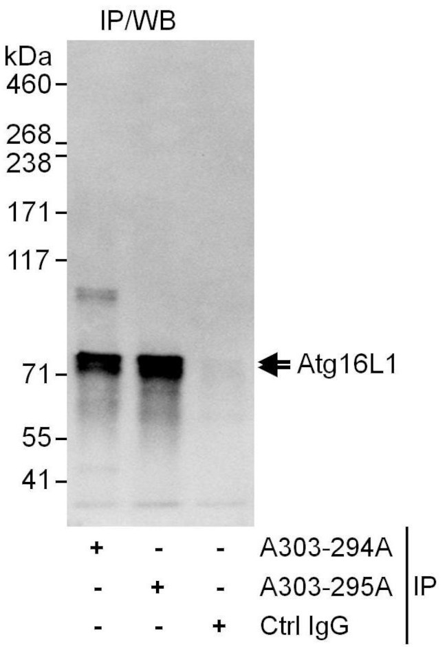 Atg16L1 Antibody in Immunoprecipitation (IP)