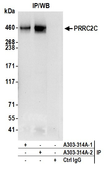 PRRC2C Antibody in Immunoprecipitation (IP)
