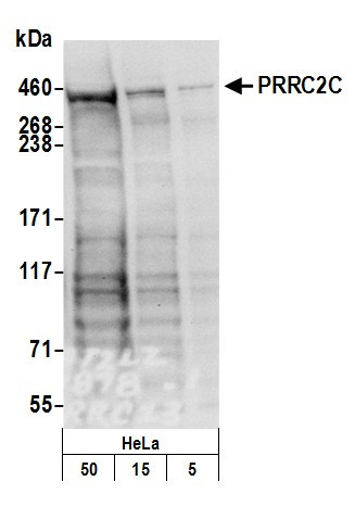 PRRC2C Antibody in Western Blot (WB)