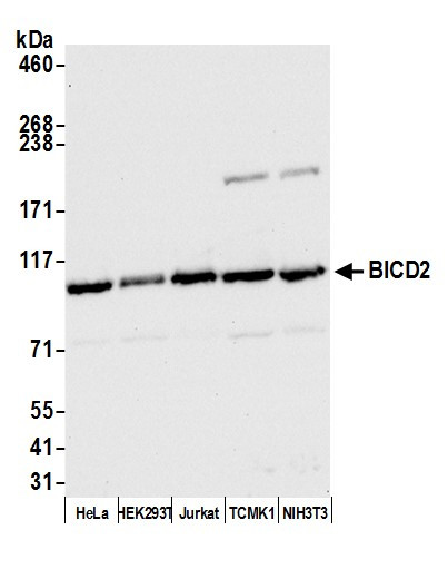 BICD2 Antibody in Western Blot (WB)