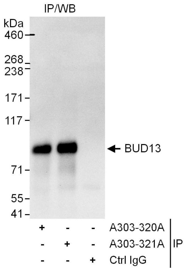 BUD13 Antibody in Immunoprecipitation (IP)
