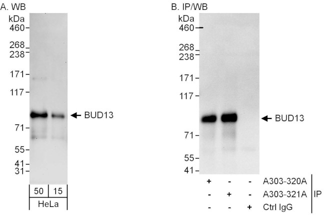 BUD13 Antibody in Western Blot (WB)