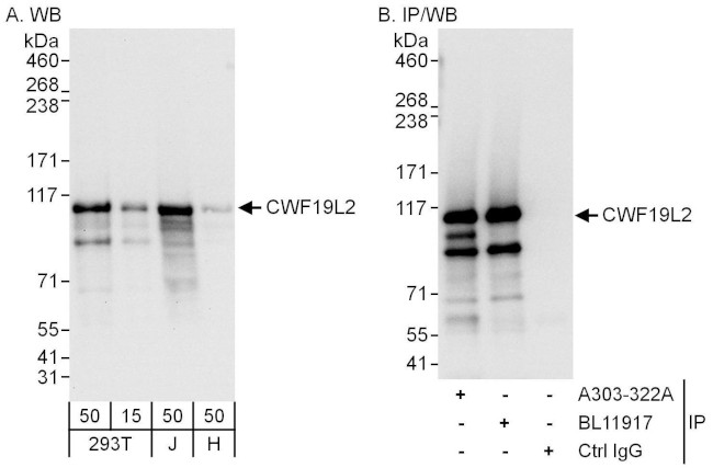 CWF19L2 Antibody in Western Blot (WB)