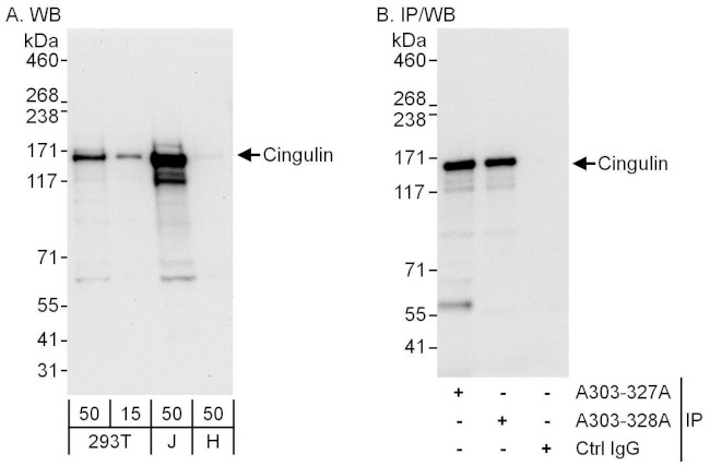 Cingulin Antibody in Western Blot (WB)