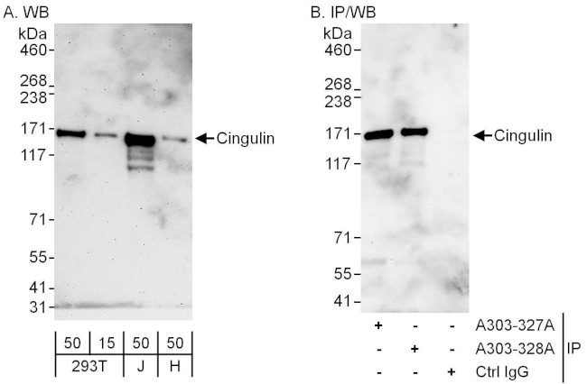 Cingulin Antibody in Western Blot (WB)