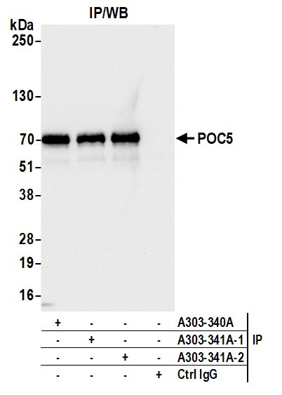 POC5 Antibody in Immunoprecipitation (IP)