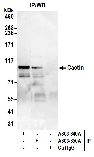 Cactin Antibody in Immunoprecipitation (IP)