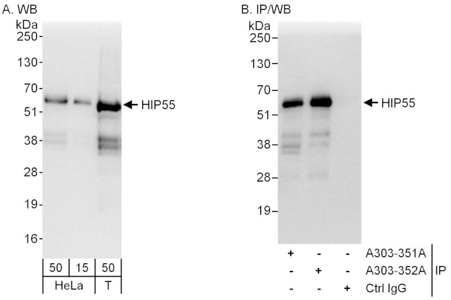 HIP55 Antibody in Western Blot (WB)