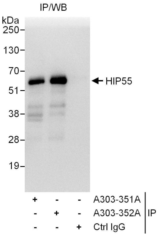 HIP55 Antibody in Immunoprecipitation (IP)