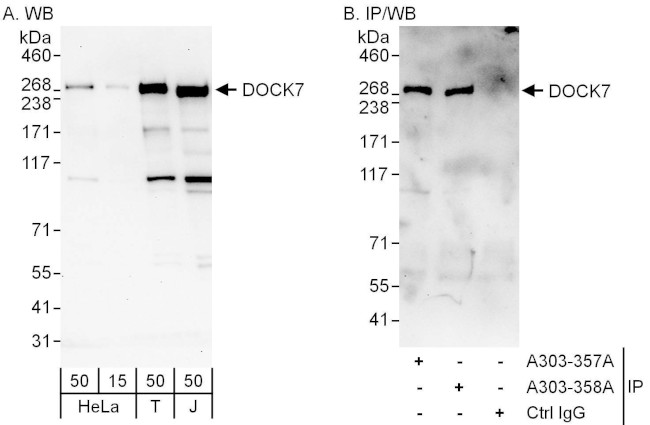 DOCK7 Antibody in Western Blot (WB)