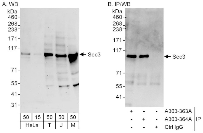 Sec3 Antibody in Western Blot (WB)
