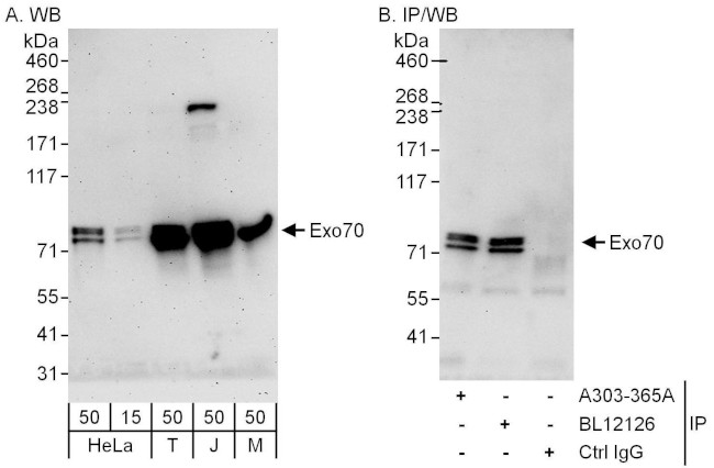 Exo70 Antibody in Western Blot (WB)
