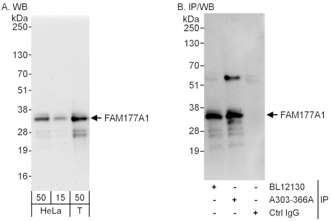 FAM177A1 Antibody in Western Blot (WB)