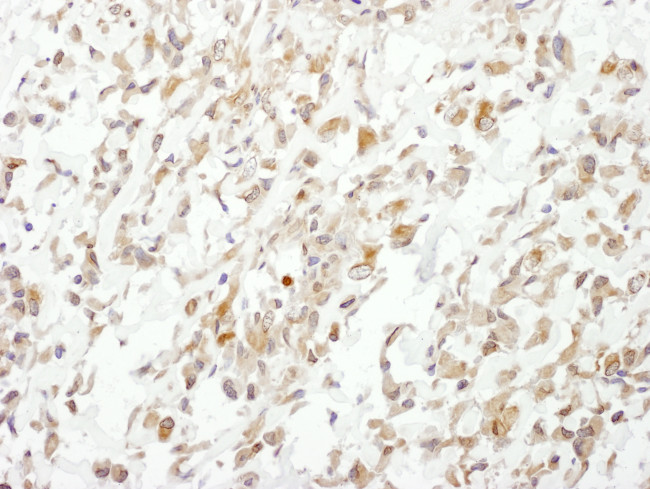 Cul1 Antibody in Immunohistochemistry (Paraffin) (IHC (P))