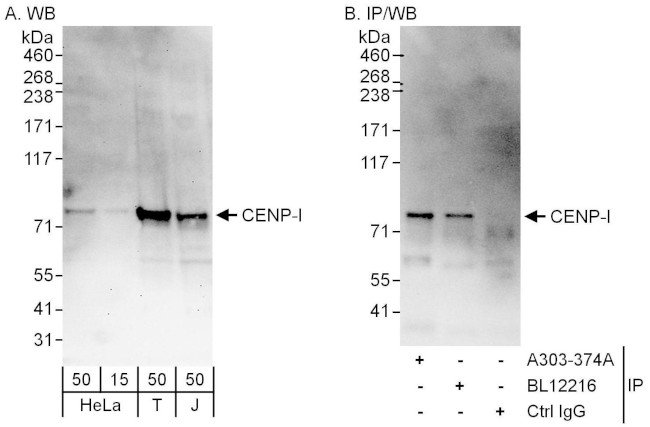 CENP-I Antibody in Western Blot (WB)