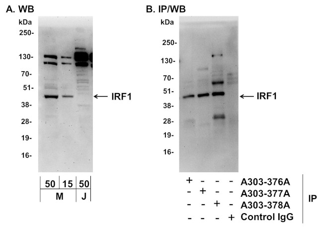 IRF1 Antibody in Western Blot (WB)