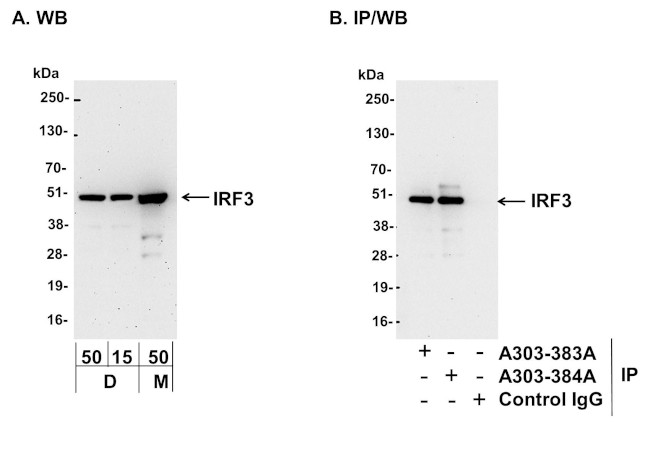 IRF3 Antibody in Western Blot (WB)