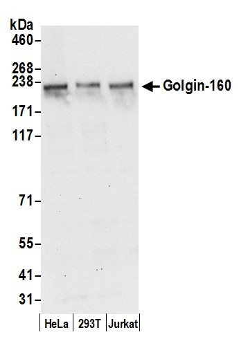 Golgin-160 Antibody in Western Blot (WB)