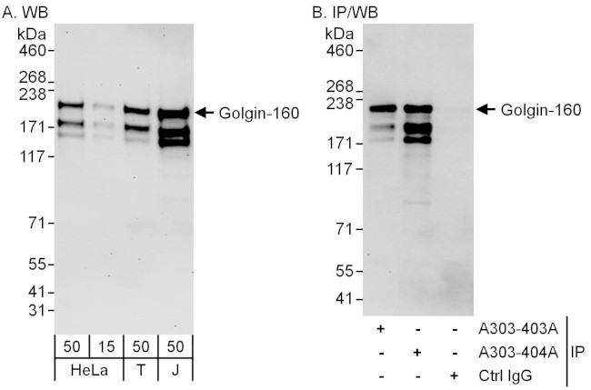 Golgin-160 Antibody in Western Blot (WB)