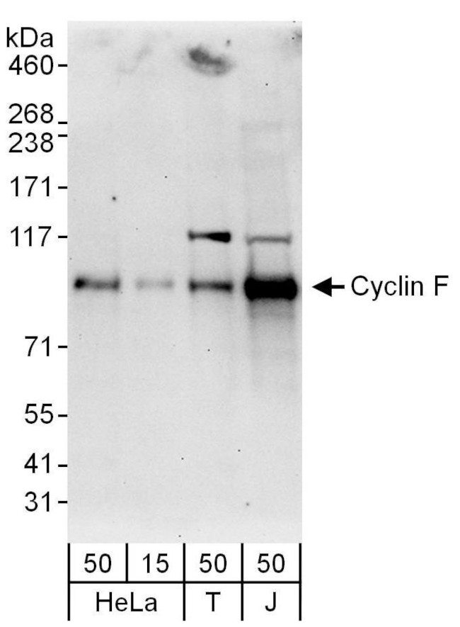 Cyclin F Antibody in Western Blot (WB)