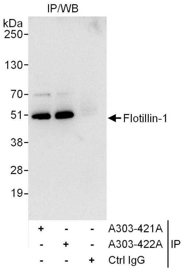 Flotillin-1 Antibody in Immunoprecipitation (IP)