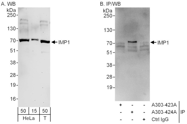 IMP1 Antibody in Western Blot (WB)