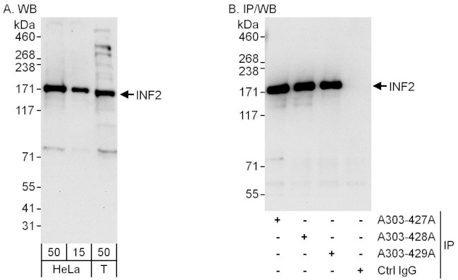 INF2 Antibody in Western Blot (WB)