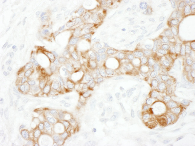 TRAF2 Antibody in Immunohistochemistry (Paraffin) (IHC (P))
