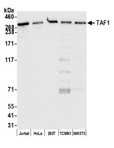 TAF1 Antibody in Western Blot (WB)