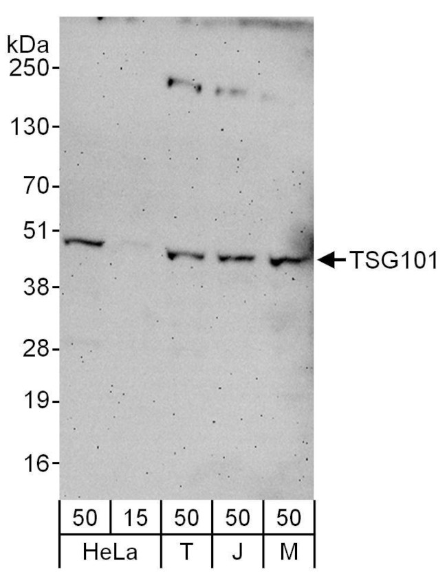 TSG101 Antibody in Western Blot (WB)