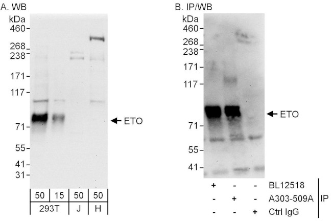 ETO Antibody in Western Blot (WB)