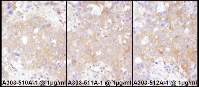 STAT2 Antibody in Immunohistochemistry (Paraffin) (IHC (P))